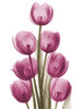 Vibrant Tulip Tower by Albert Koetsier - Item # VARPDXAK8RC689B