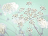 Cow parsley flower by Assaf Frank - Item # VARPDXAF20140724040C01G