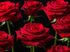 Close-up of Roses on colored background by Assaf Frank - Item # VARPDXAF20130926024