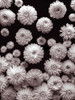 Dahlia Flowers by Assaf Frank - Item # VARPDXAF20130923083G