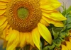 Sunflowers by Tim Fitzharris - Item # VARPDX61090