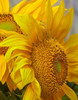 Sunflowers by Tim Fitzharris - Item # VARPDX61089