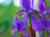 Blue Flag Iris by Tim Fitzharris - Item # VARPDX61017