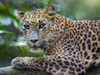 Leopard by Tim Fitzharris - Item # VARPDX59098