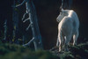 Mountain goat by Tim Fitzharris - Item # VARPDX59030