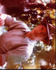 Keanu Reeves In Grapevines In A Walk In The Clouds Photo Print - Item # MVM57050