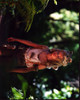Shree Crooks Wearing Bobcat Hat In Captain Fantastic Photo Print - Item # MVM58715