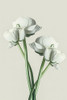 Four White Flowers Poster Print - Incado