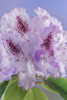 USA-Washington State-Seabeck Rhododendron blossoms close-up Poster Print - Gallery Jaynes