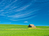 USA-Washington State-Palouse Region Old barn in spring wheat field