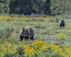 USA-Wyoming Grizzly Bears dig up Biscuitroot in Grand Teton National Park near Jackson Hole Poster Print - Howie Garber