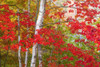USA-Vermont Birch and maple trees in autumn color Poster Print - Gallery Jaynes
