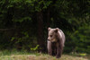 A young European brown bear walking Notranjska-Slovenia Poster Print - Sergio Pitamitz