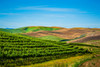 USA-WA-Walla Walla Vineyard bordered by historic wheatfields north of Walla Walla Poster Print - Richard Duval