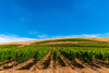 USA-WA Vineyard with increasing elevation-Red Mountain in Washingtons Yakima Valley Poster Print - Richard Duval