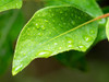 USA-Washington State Raindrops on Rhododendron leaves Poster Print - Jamie and Wild