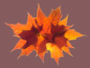 USA-Washington State Autumn colored maple leaves still-life with rose colored background Poster Print - Jamie and Wild