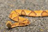 USA-Louisiana-Tensas National Wildlife Refuge Close-up of copperhead snake Poster Print - Gallery Jaynes