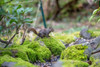 Issaquah-Washington State Douglas squirrel sitting on a moss-covered rock next to a small stream Poster Print - Janet Horton