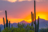 USA-Arizona-Saguaro National Park Sonoran Desert and mountains at sunset Poster Print - Gallery Jaynes