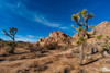 Joshua Tree National Park California-USA Poster Print - Sergio Pitamitz