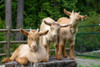 Issaquah-Washington State Three three-week old guernsey goats on a stump Poster Print - Janet Horton
