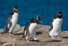 Three rockhopper penguins-Eudyptes chrysocome-on a cliff Pebble Island-Falkland Islands Poster Print - Sergio Pitamitz