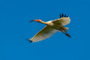 USA-Louisiana-Evangeline Parish White ibis in flight Poster Print - Gallery Jaynes