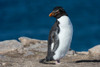 Portrait of a rockhopper penguin-Eudyptes chrysocome Pebble Island-Falkland Islands Poster Print - Sergio Pitamitz