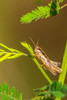 USA-Louisiana-Lake Martin Close-up of grasshopper on stem Poster Print - Gallery Jaynes