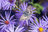 Common Checkered-Skipper on Frikarts Aster-Marion County-Illinois Poster Print - Richard and Day Common Checkered-Skipper on Frikarts Aster-Marion County-Illinois Poster Print - Richard and Day
