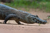 A Yacare caiman walking along the Cuiaba River Mato Grosso Do Sul State-Brazil Poster Print - Sergio Pitamitz