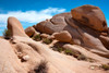 USA-California Joshua Tree National Park Poster Print - Janell Davidson