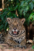 Close-up portrait of a jaguar-Panthera onca-looking at the camera Pantanal-Mato Grosso-Brazil Poster Print - Sergio Pitamitz