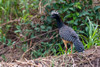 A Bare-faced curassow-Crax fasciolata-perching on a log Mato Grosso Do Sul State-Brazil Poster Print - Sergio Pitamitz