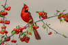 Male Northern Cardinal-Rio Grande Valley-Texas Poster Print - Adam Jones
