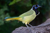 Green jay-Cyanocorax yncas-Rio Grande Valley-Texas Poster Print - Adam Jones