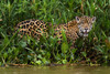 Portrait of a Jaguar in the Wetlands of Pantanal-Brazil Mato Grosso do Sul State-Brazil Poster Print - Sergio Pitamitz