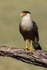 Crested caracara with full crop-Rio Grande Valley-Texas Poster Print - Adam Jones