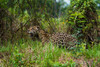 A Jaguar looking for prey near the Cuiaba River in Brazil Mato Grosso Do Sul State-Brazil Poster Print - Sergio Pitamitz