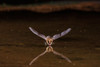 Long-eared Myotis skimming pond for a drink-Pima County-Arizona Poster Print - Richard and Day