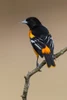 Northern oriole-Baltimore oriole-Rio Grande Valley-Texas Poster Print - Adam Jones