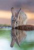 Desert Cottontail at water-Pima County-Arizona Poster Print - Richard and Day