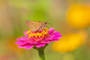 Sachem skipper female on Zinnia-Marion County-Illinois Poster Print - Richard and Day