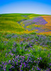 USA-Oregon-Milton-Freewater Fields of vetch Poster Print - Richard Duval