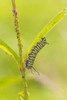 Monarch caterpillar feeding on Swamp Milkweed-Marion County-Illinois Poster Print - Richard and Day