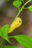 Spicebush Swallowtail caterpillar on Spicebush-Marion County-Illinois Poster Print - Richard and Day