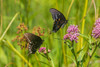 Spicebush Swallowtail male and female courtship on Swamp Milkweed-Marion County-Illinois Poster Print - Richard and Day