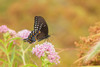 Spicebush Swallowtail on Swamp Milkweed-Marion County-Illinois Poster Print - Richard and Day