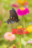 Pipevine Swallowtail male on zinnia in flower garden-Marion County-Illinois Poster Print - Richard and Day
